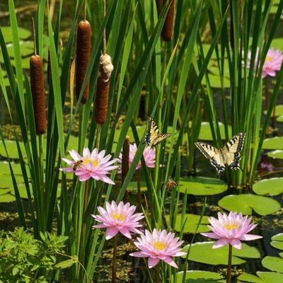 Native wetland plants supporting biodiversity