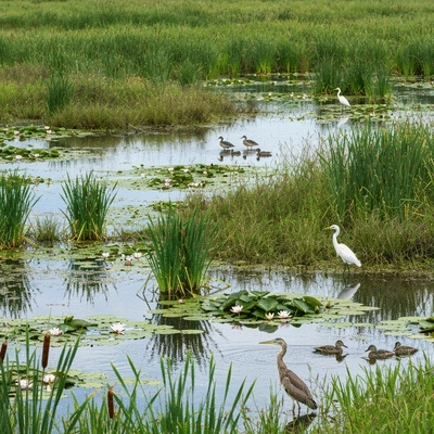 Diverse native wetland plants thriving in a healthy marsh ecosystem with clear water and wildlife, no text, no words, no typography, 8K